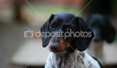 Dachshund köpek sonbahar bahçe hd ayak