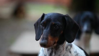 Dachshund köpek sonbahar bahçe hd ayak