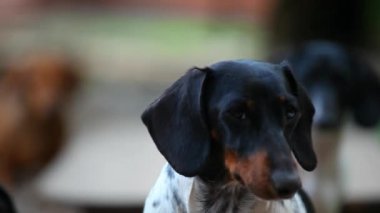 Dachshund köpek sonbahar bahçe hd ayak