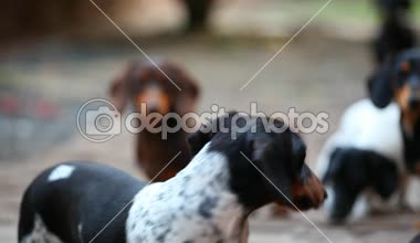 Dachshund köpek sonbahar bahçe hd ayak