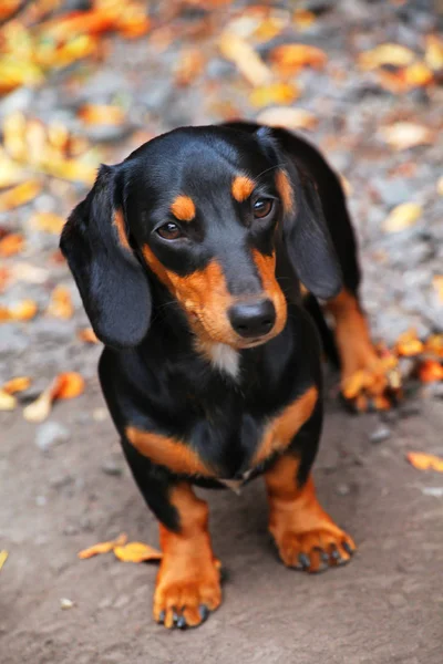 Teckel Hond Herfst Tuin — Stockfoto