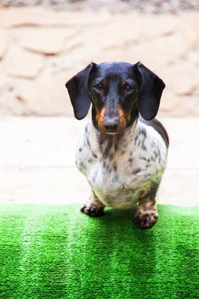 Teckel Hond Herfst Tuin — Stockfoto