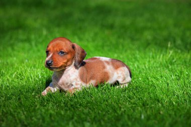 Dachshund köpek yavrusu sonbahar bahçe