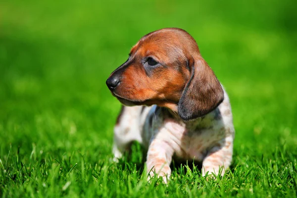 Dachshund köpek yavrusu sonbahar bahçe — Stok fotoğraf