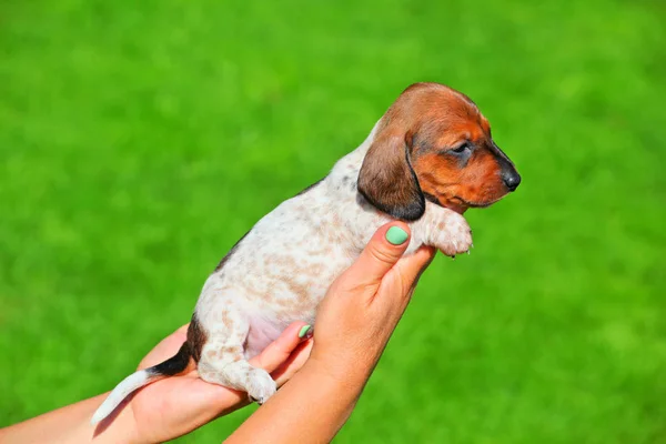 Dachshund Puppy autumn garden — Stock Photo, Image