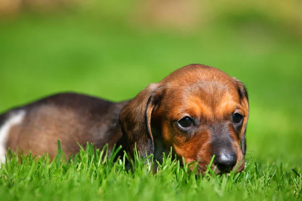 Dachshund Puppy autumn garden — Stock Photo, Image