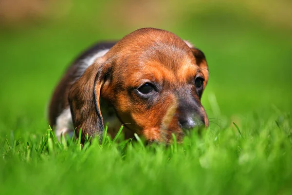 Είδος γερμανικού κυνηγετικού σκύλου κουτάβι φθινοπωρινό κήπο — Φωτογραφία Αρχείου