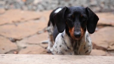 Dachshund köpek sonbahar bahçe hd ayak