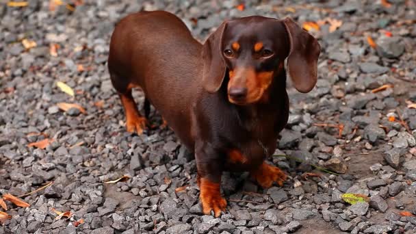 Είδος γερμανικού κυνηγετικού σκύλου σκύλος φθινόπωρο μήκος σε πόδηα Κήπος hd — Αρχείο Βίντεο