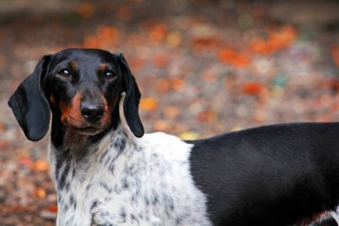 Dachshund köpek sonbahar bahçe