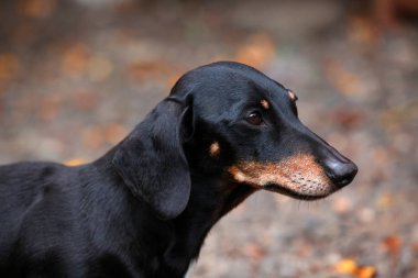 Dachshund köpek sonbahar bahçe