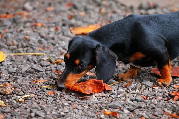 ダックスフント犬秋の庭 — ストック写真