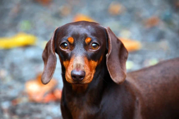 Dachshund köpek sonbahar bahçe — Stok fotoğraf