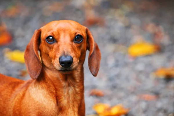 Dackel Hund Herbst Garten — Stockfoto