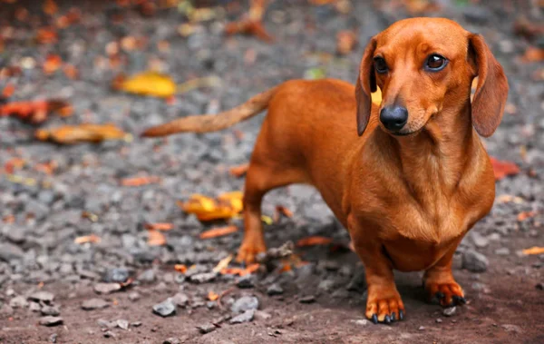 Teckel hond herfst tuin — Stockfoto