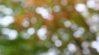 Sonbahar bahçe bokeh görüntüleri hd