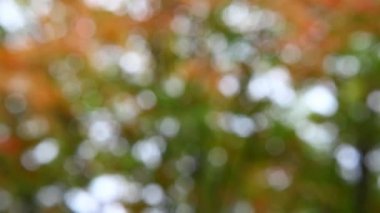 Sonbahar bahçe bokeh görüntüleri hd