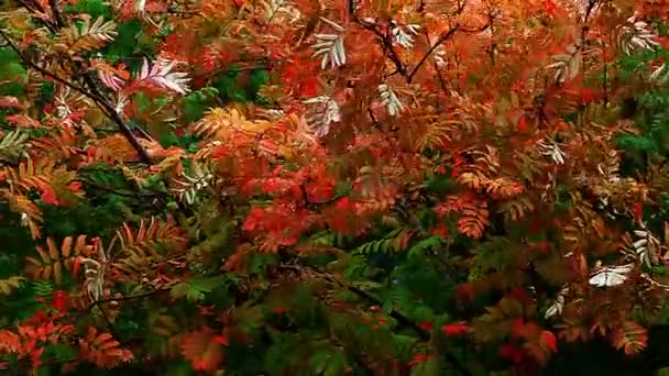 Autunno Giardino Filmato — Video Stock