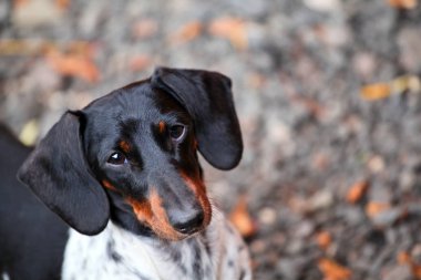 Dachshund köpek sonbahar bahçe