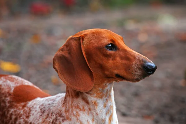 Teckel hond herfst tuin — Stockfoto