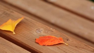 Sonbahar yaprak ahşap masa görüntüleri hd