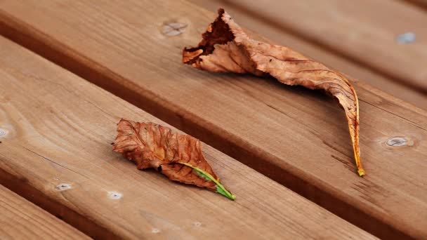Herbst Blatt Holztisch Filmmaterial — Stockvideo