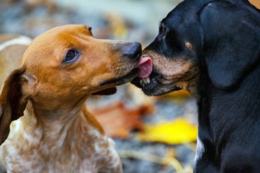 Dachshund köpek sonbahar bahçe