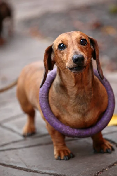 Dachshund Chien automne Jardin — Photo