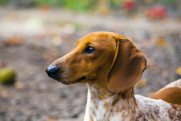 Dackel Hund Herbst Garten — Stockfoto