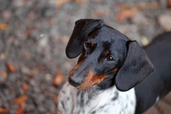 Teckel hond herfst tuin — Stockfoto