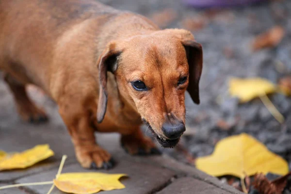 ダックスフント犬秋の庭 — ストック写真