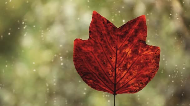 Autumn Leafs Window Rain Drops Footage — Stock Video