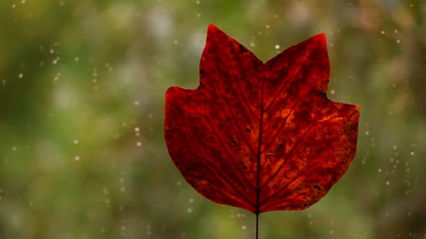 Herbstblätter Fenster Regen Tropfen Filmmaterial — Stockvideo