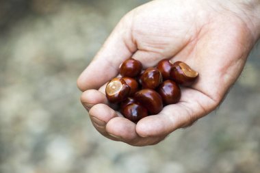 kestane adam ellerini sonbahar 