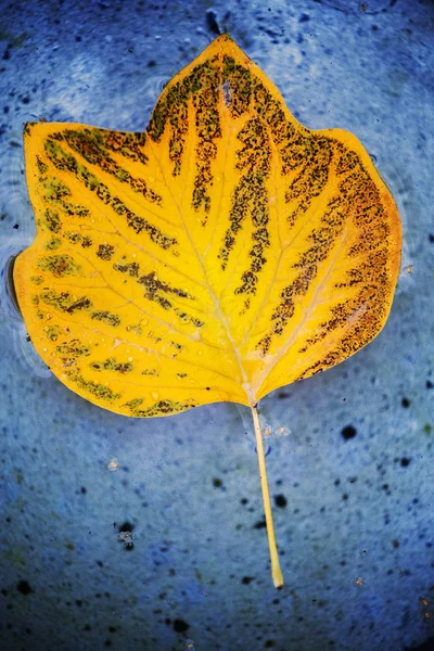 Autumn Tulip Tree Leaf Water — Stock Photo, Image