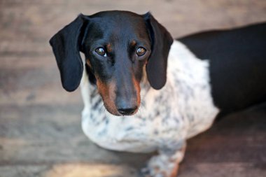 Dachshund köpek sonbahar bahçe