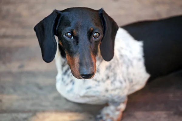 Dachshund perro otoño jardín — Foto de Stock