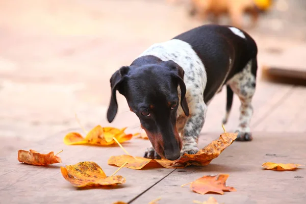 ダックスフント犬秋の庭 — ストック写真