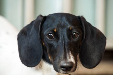 Dachshund köpek sonbahar bahçe