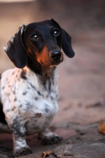 Dachshund Dog Outono Jardim — Fotografia de Stock