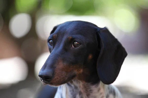 Dackel Hund Herbst Garten — Stockfoto