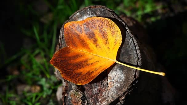 Otoño Bosque Una Hoja Metraje — Vídeos de Stock