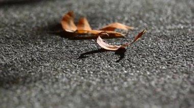 Sonbahar Leafs asfalt arka plan hd ayak