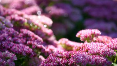 Mor çiçekler Sonbahar Bahçe hd ayak