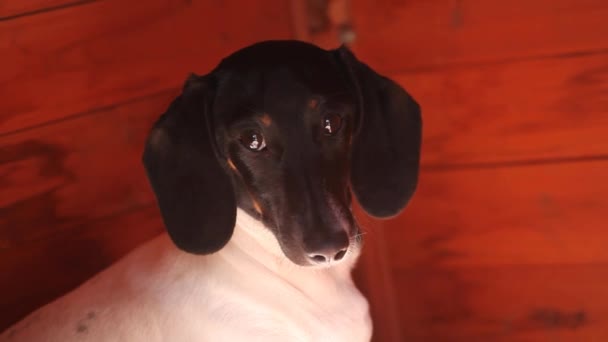 Teckel Hond Herfst Tuin Beelden Houten Muur Achtergrond — Stockvideo