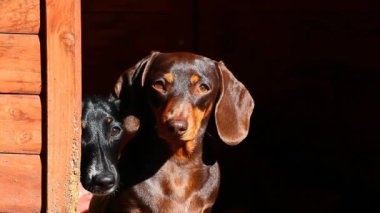 Dachshund köpek sonbahar bahçe koyu arka plan hd ayak