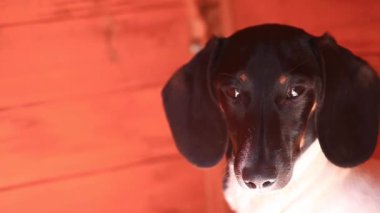 Dachshund köpek sonbahar bahçe ahşap arka plan hd ayak