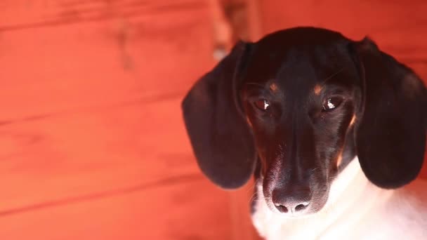 Teckel Hond Herfst Tuin Houten Achtergrond Beelden — Stockvideo