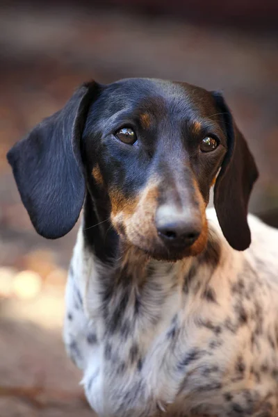 Dachshund Köpek Sonbahar Bahçe — Stok fotoğraf