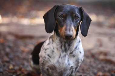 Dachshund köpek sonbahar bahçe 